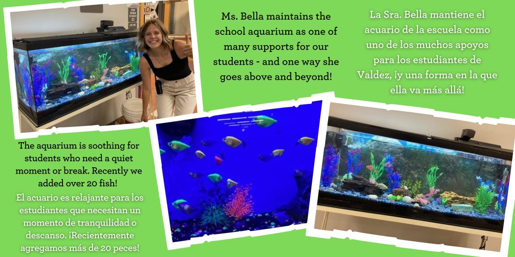 Lime green background with three photos: top left is a close up of bright colored fish in a blue tank. Middle photo is a photo of the entire aquarium with fish swimming around. The third photo is of Ms. Bella giving a thumbs up in front of the aquarium. Top right text box says, "Many students stop by to visit the fish when they need a quiet moment or break." Bottom right text box says, "Ms. Bella, who tends to the school aquarium, gives a thumbs up to over 20 new fish."