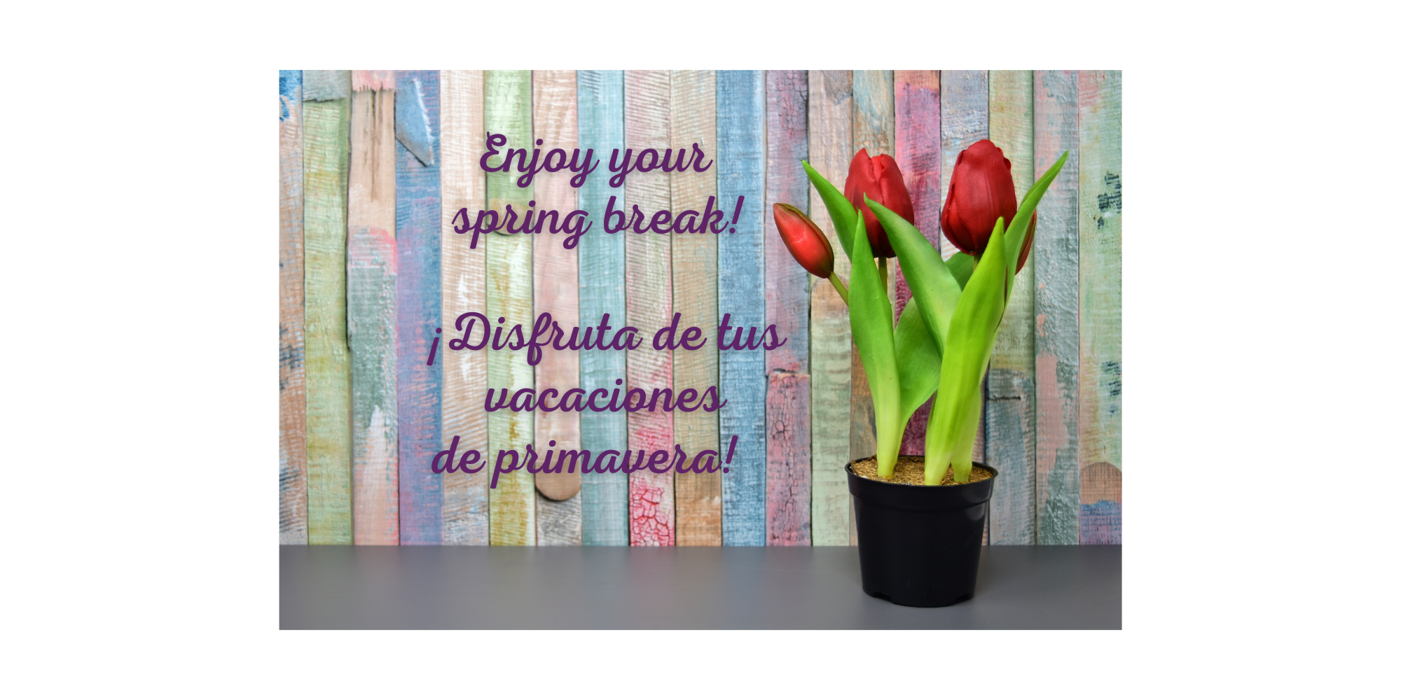 Image of red tulips in a black against a background of a fence painted in pastel colors (blue, pink, green) with purple text that says, "Enjoy your spring break!" and "Disfruta de tus vacaciones de primavera!"